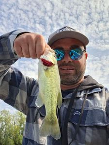 Largemouth Bass