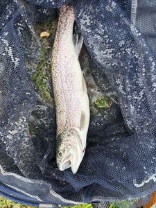 Rainbow Trout