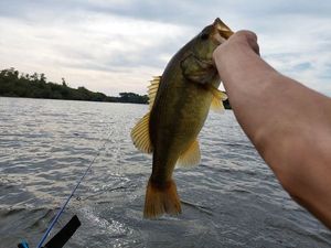 Smallmouth Bass