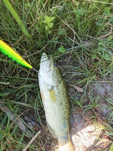 Largemouth Bass