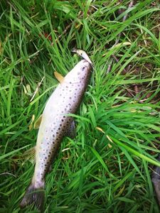 Brown Trout