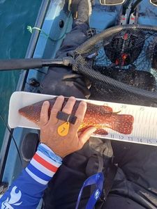 Ballan Wrasse