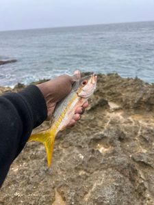 Yellowtail Snapper