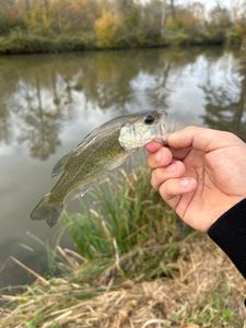 Smallmouth Bass