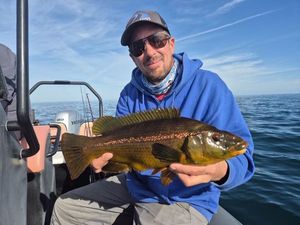 Ballan Wrasse