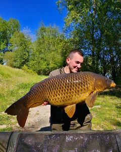 Common Carp