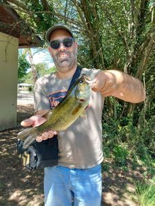 Largemouth Bass