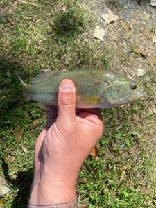 Smallmouth Bass