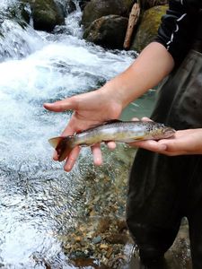 Brown Trout