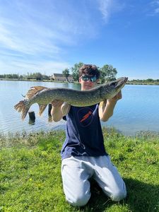 Northern Pike