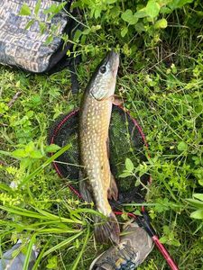 Northern Pike