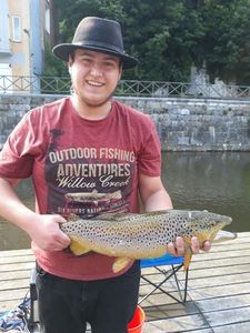 Brown Trout