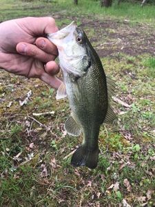 Largemouth Bass