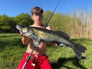 Zander