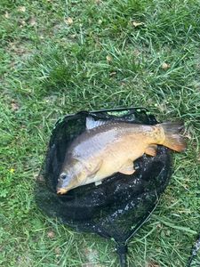 Mirror Carp