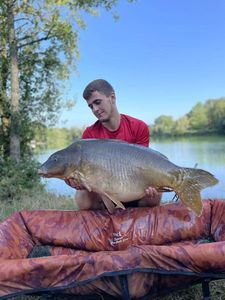 Mirror Carp