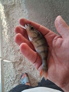 European Perch