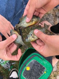 Pumpkinseed