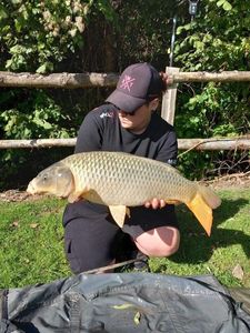 Common Carp