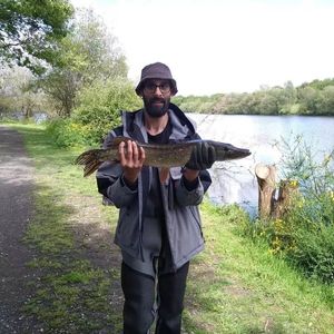 Northern Pike