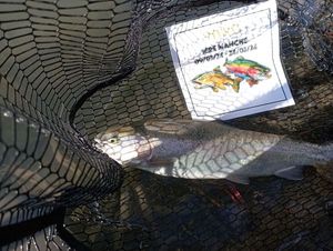 Rainbow Trout