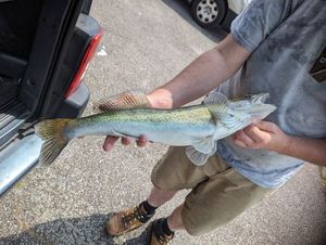 Zander