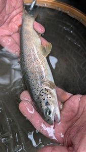 Brown Trout