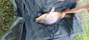 Mirror Carp