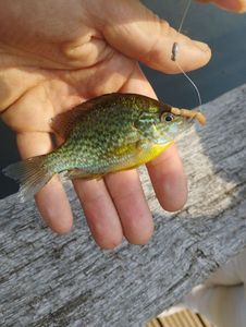 Green Sunfish