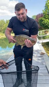 Common Bream