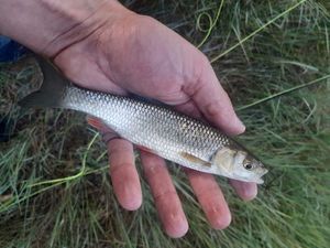 Chub caught by Louis Gamin