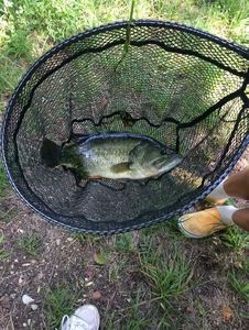 Largemouth Bass