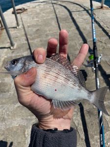 Black Seabream