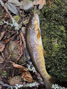 Brown Trout
