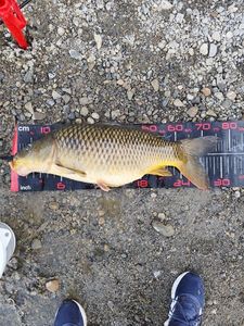 Common Carp