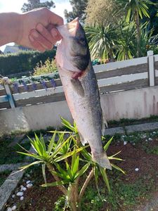 European Bass (Seabass)