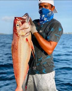 Rusty jobfish