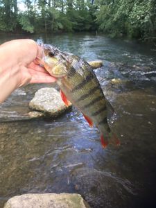 European Perch