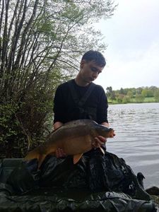 Mirror Carp