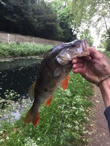 European Perch