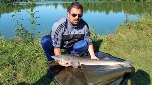 Siberian Sturgeon