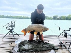 Common Carp