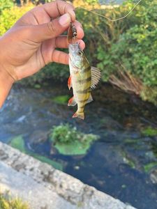 Yellow Perch