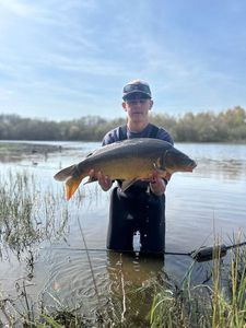 Mirror Carp