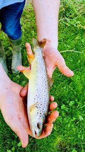 Brown Trout