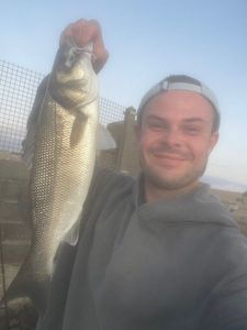 European Bass (Seabass)
