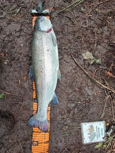 Rainbow Trout