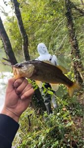 Largemouth Bass
