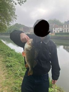 European Perch