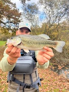 Largemouth Bass